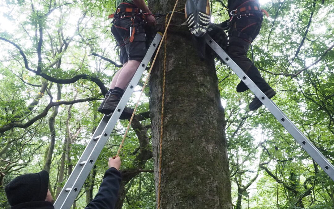 The Nature Story Trail Installation begins